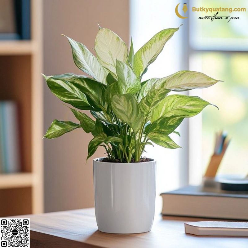 Quà 20/10 tặng cô giáo: 17+ lựa chọn thiết thực, tinh tế và ý nghĩa - Butkyquatang.com 